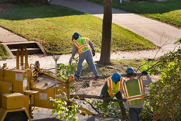 Best Best Tree Removal Services  in Mesilla, NM